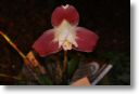 Neu-Ulmer Orchideentage 2012 122.jpg